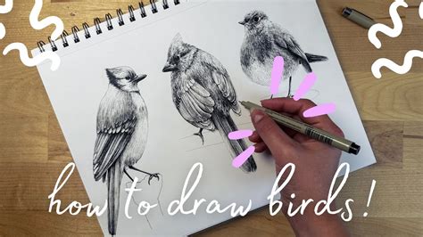 How To Draw a Realistic Bird With Pens Step By Step (3 Bird Drawings