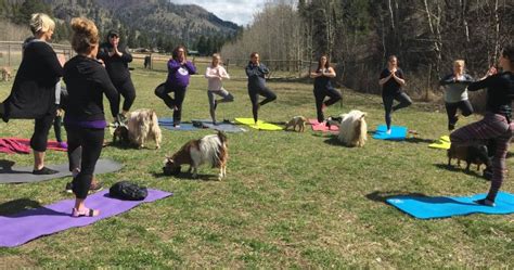 Fainting Goats Part Of ‘stress Free Environment At Okanagan Goat Yoga