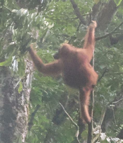Hominidae