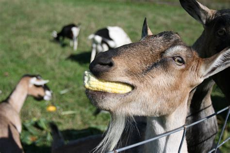 Can Goats Eat Corn Widerwild