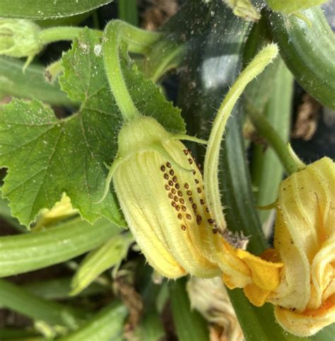 Squash Bugs Always A Problem In Cucurbits Panhandle Agriculture