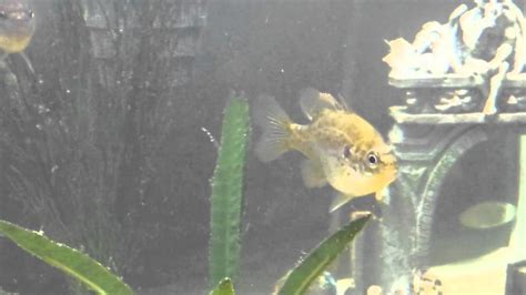 Orangespotted Sunfish 75 Gallon Native Tank YouTube