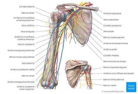 Principais Art Rias Veias E Nervos Do Corpo Anatomia Kenhub