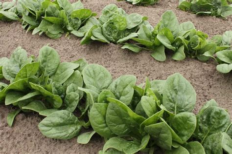 Growing Spinach Organically In Telangana Cultivation Practices And