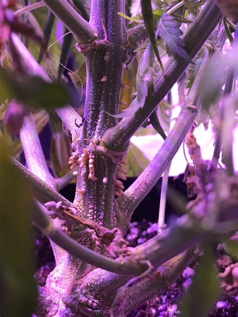 Anyone seen these before/know what it is? It freaks me out looking at