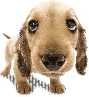 puppy eyes meme gifs tenor
