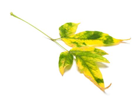 Ashleaf Maple Stock Photos Pictures And Royalty Free Images Istock