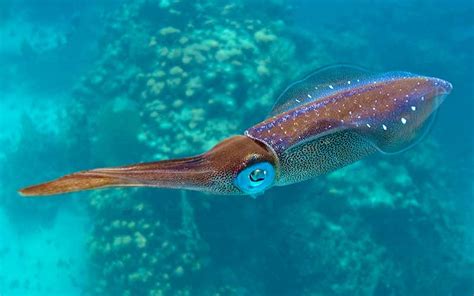 Cómo Pescar Calamares Desde Embarcación