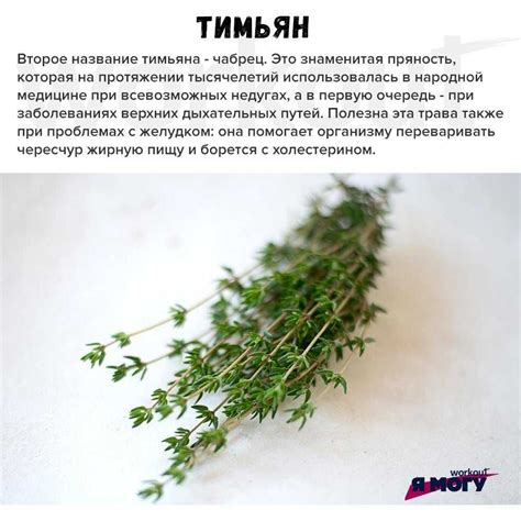 Чем отличается чабер от чабреца: виды, применение и полезные свойства ...