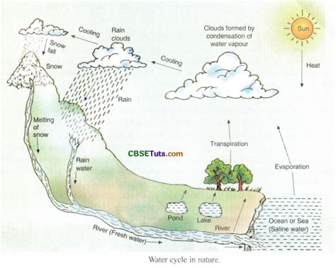 Process of Water Cycle and Impact of Rains on Nature - CBSE Tuts