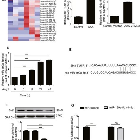 Mir‐199a‐5p Mediates Sirt1 Expression A Heat Map Showing Upregulated