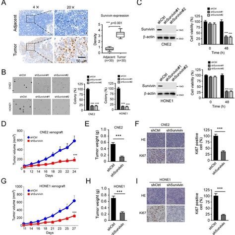 Survivin Is Required For The Malignant Phenotype Of Npc Cells A Ihc