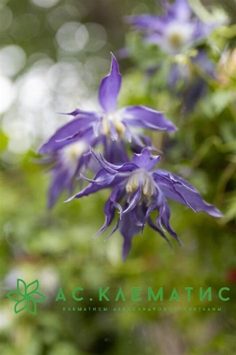 Купить Клематис Блю Сюрпрайз (Blue Surprise) — АС-Клематис