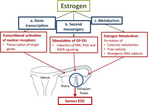 Frontiers Estrogen Biosynthesis And Action In Ovarian Cancer Endocrinology