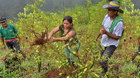 Onu Colombia Tiene 204 Mil HectÁreas De Coca PerÚ 84 Mil Bolivia 30