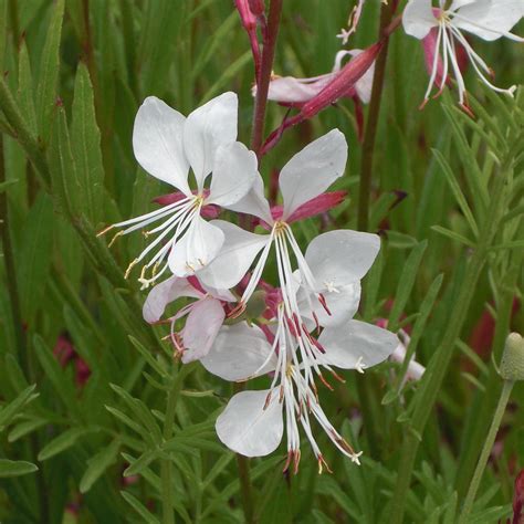 Whirling Butterflies Gaura - Gaura lindheimeri 'Whirling Butterflies