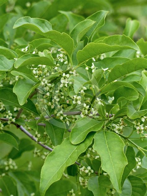 Euonymus Hamiltonianus Hamiltons Spindle Tree Siebolds Spindle