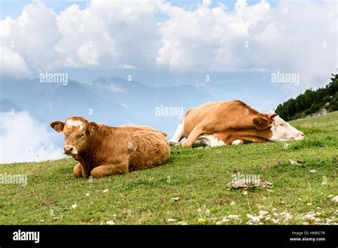 Free Range Cattle Cows On High Mountain Green Pasture Organic Breeding