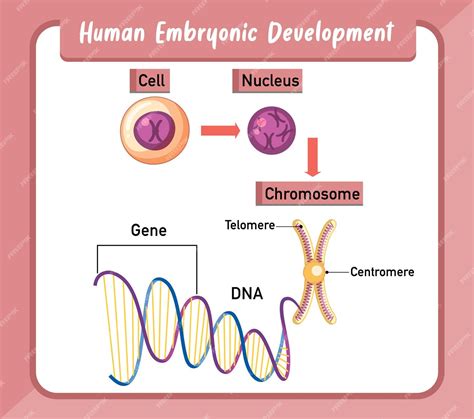 vector human embryonic development infographic