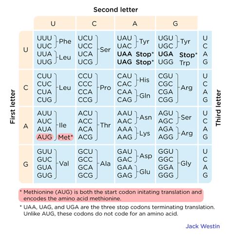 degenerate code wobble pairing genetic code mcat content