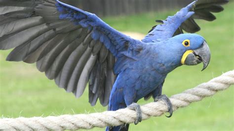 Hyacinth Macaw Wallpaper - WallpaperSafari