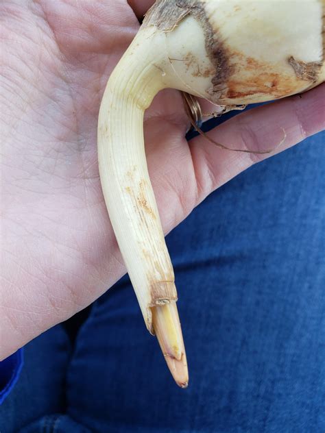 Found in produce section at HMart, just labeled "produce" : r