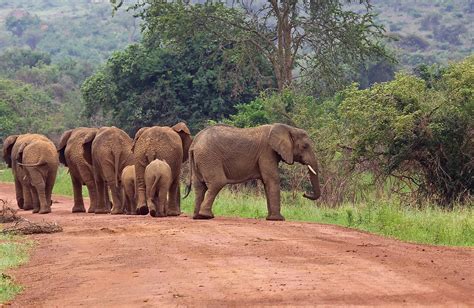 Virunga National Park