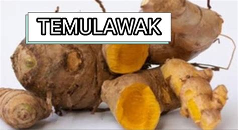 manfaat temulawak bagi kesehatan tubuh belajar lurus