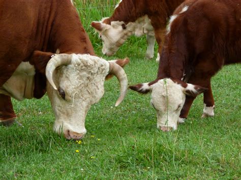 Middleground Miniature Herefords: Miniature Hereford