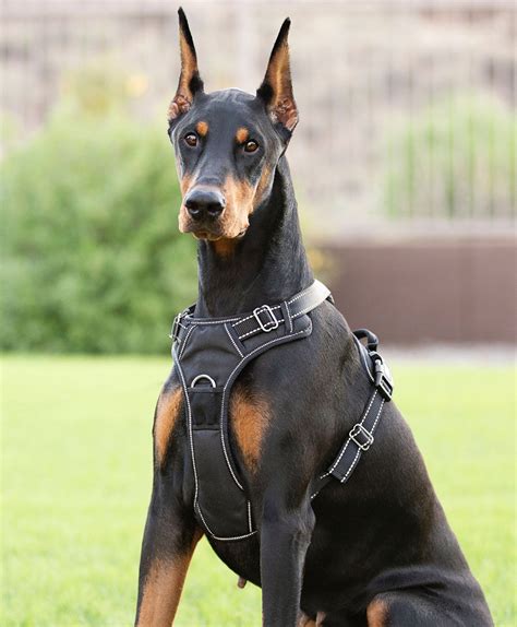 Dog Harness with Handle | 4Knines®