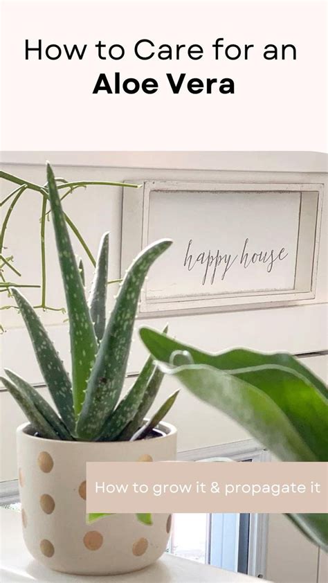 how to take care of aloe vera plant indoor