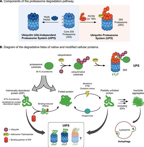 Aim For The Core Suitability Of The Ubiquitin Independent S