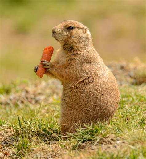 Do Prairie Dogs Carry Rabies