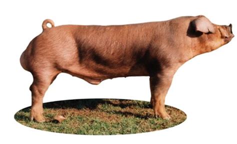 Порода Дюрок Характеристика Фото — Фото