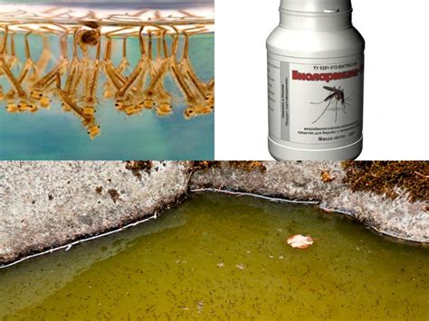 Лучшее средство от комаров – самые эффективные и проверенные