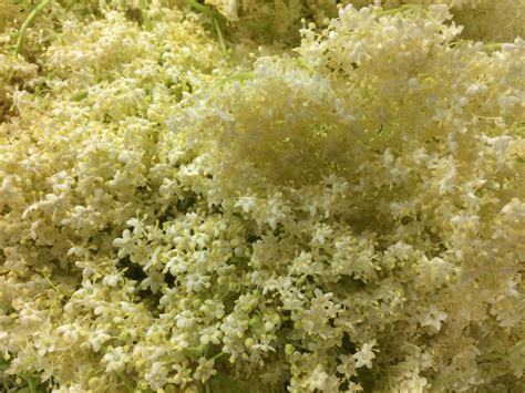 Free Stock Photo Of Elderflower