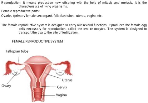 Female Reproductive System