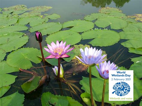 nymphaea spnymphaeaceae  wetlands international malaysia