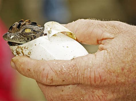 Crocodile Hatching Stock Photos Pictures And Royalty Free Images Istock