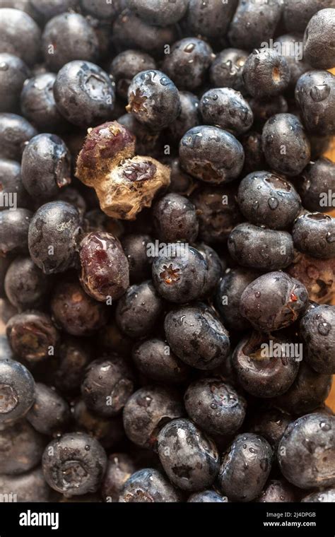 Consumer Blueberry Hi Res Stock Photography And Images Alamy