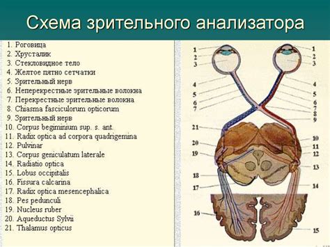 Зрительные функции - презентация онлайн