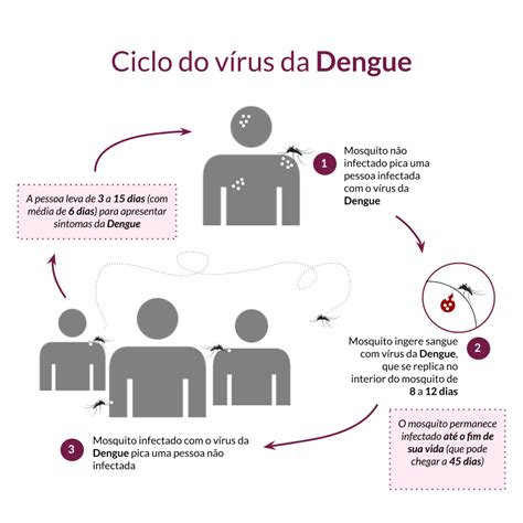 Ciclo De Reproduccion Dengue Dengue Tokoonlineindonesiaid Porn Sex