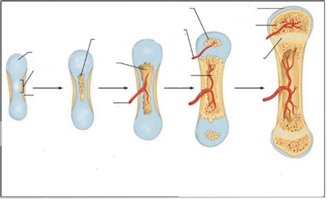 Steps Of Endochondral Ossification Diagram Quizlet