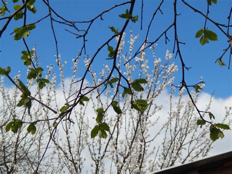 абрикосовое молоко :: Alisa Koteva – Социальная сеть ФотоКто