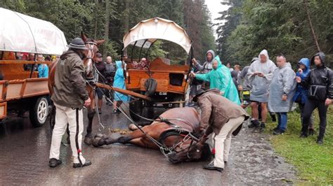 Badania Koni Z Morskiego Oka Fundacja Viva Pomagam Pl