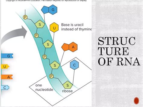 Chapter 11 Dna Biology Ppt