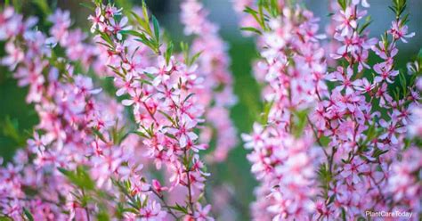 Flowering Almond How To Grow And Care For Prunus Triloba