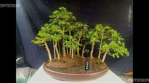 Inspirasi Bonsai Gaya Raft Grouping Bagus Kumpulan Bonsai Gaya Raft