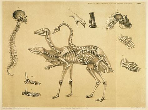 bibliodyssey comparative mammalian anatomy