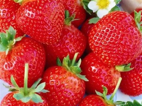 Клубника эльсанта (33 фото) - 33 фото